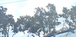 Cinco muertos y varios heridos al accidentarse autobús en San Juan de la Maguana