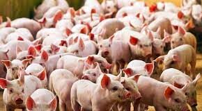 Gobierno crea comisión para erradicar peste porcina africana