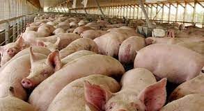 Peste porcina se extiende a 11 provincias