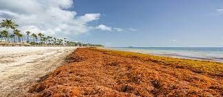 Debaten problemática del sargazo y buscan soluciones