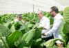 Presidente Abinader visita finca tabacalera “La Milagrosa” de Arturo Fuente en Monte Plata