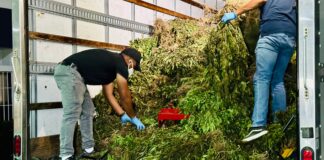 DNCD interviene otra siembra de Marihuana en San José de Ocoa; supera las 15,000 plantas