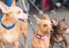 Alcaldía del Distrito Nacional esteriliza 100 perros y gatos durante jornada este fin de semana
