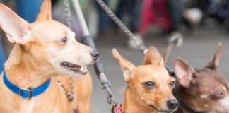 Alcaldía del Distrito Nacional esteriliza 100 perros y gatos durante jornada este fin de semana