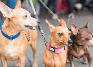 Alcaldía del Distrito Nacional esteriliza 100 perros y gatos durante jornada este fin de semana